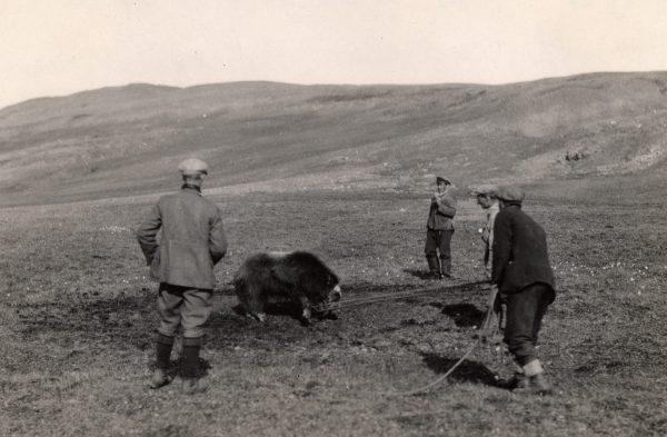 Nordaust-Grønland - Eirik Raudes Land – Ishavsmuseet Aarvak